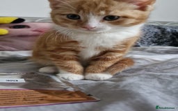 Dwelf cats for sale: Four gorgeous cats for sale - Image 6