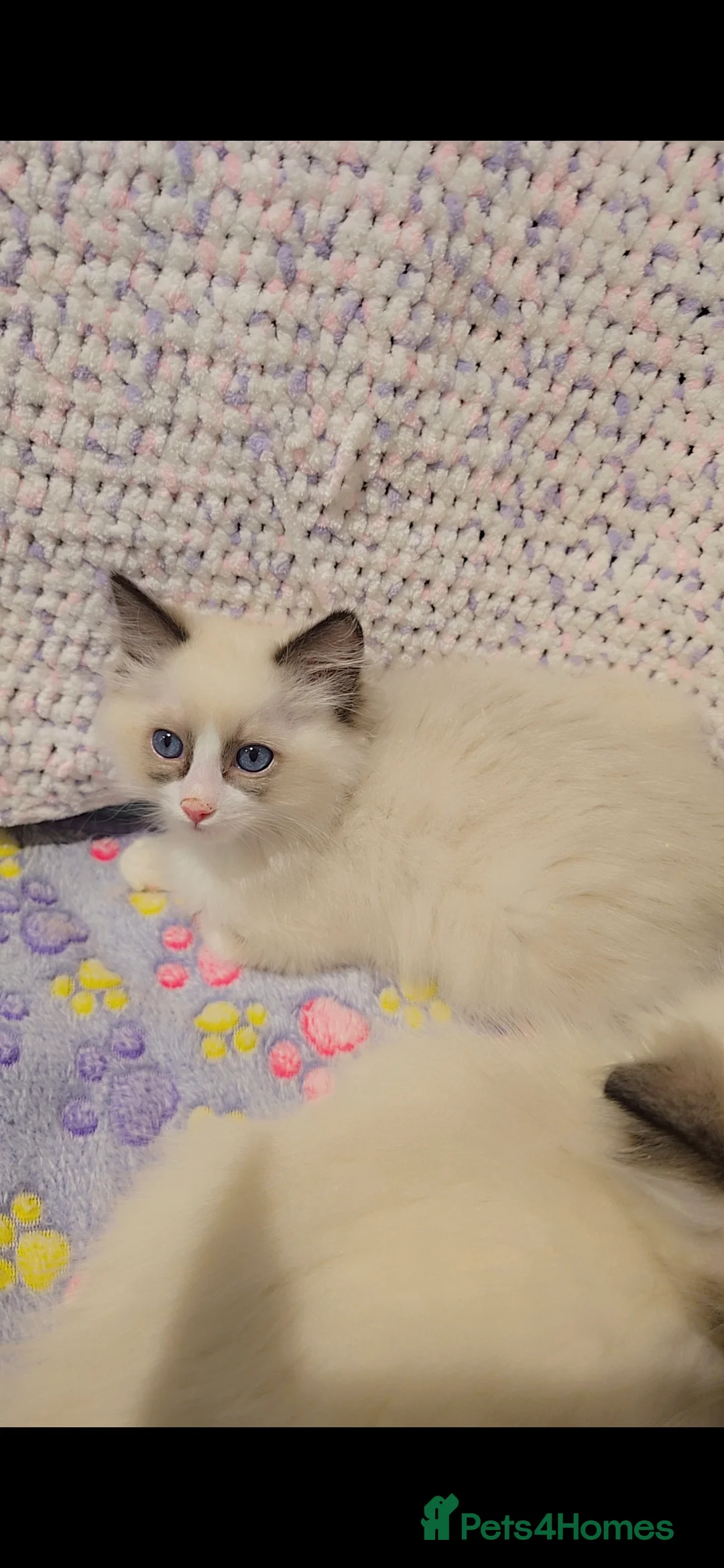 Ragdoll cats for sale: TICA REGISTERED KITTENS/Active - Advert 30