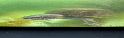 Terrapin reptiles for sale: Terrapins x2 - Advert 3