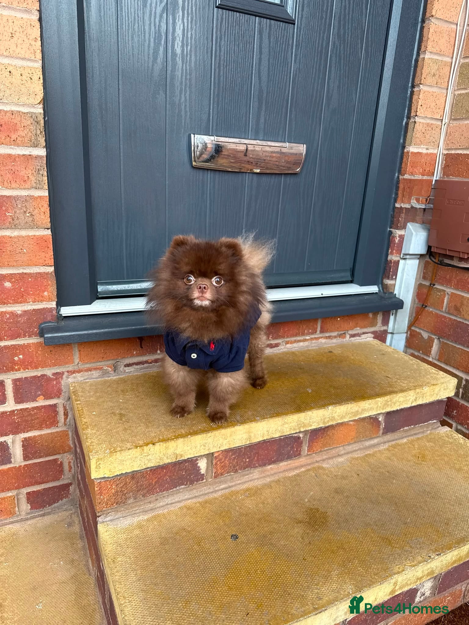 Pomeranian dogs KC Chocolate Teddy bear 🧸  - Advert 1