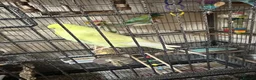 Budgerigars birds for sale: Budgies - Advert 4
