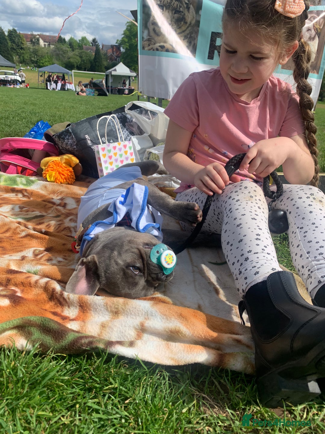 French Bulldog dogs for sale: Blue female French bulldog 2years old - Image 9