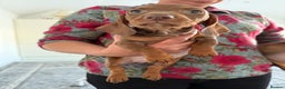 Dachshund dogs for sale: Miniature dachshund puppies  - Advert 2