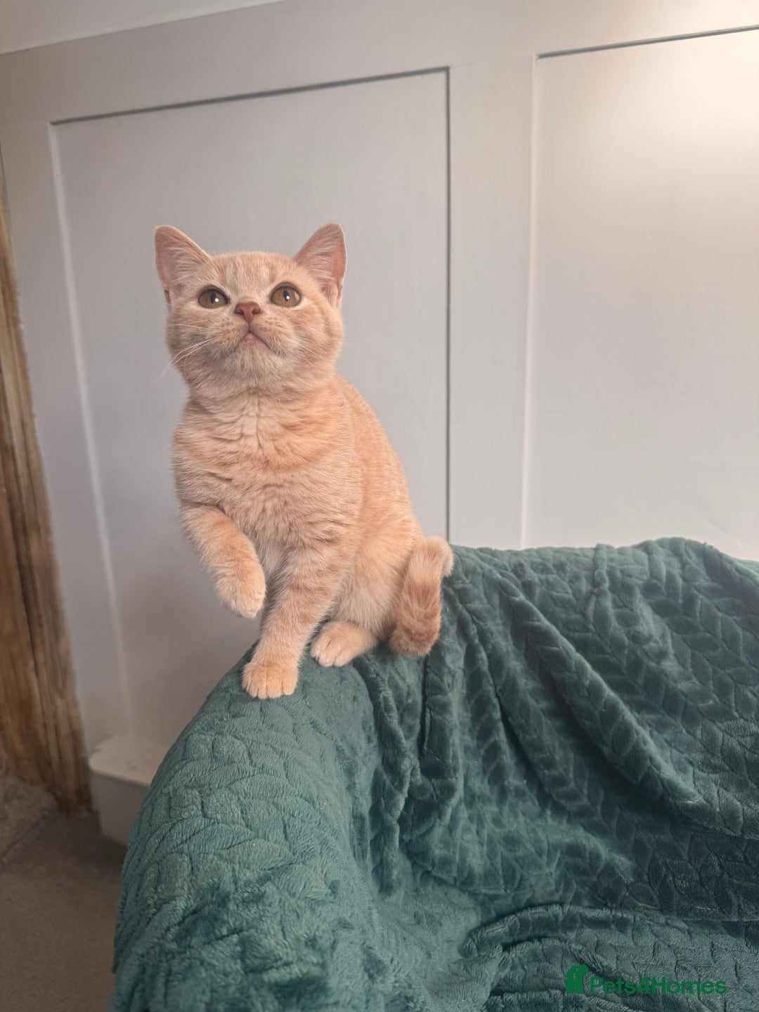 British Longhair cats for sale: ✨Cream British Shorthair Kittens ✨ - Advert 3