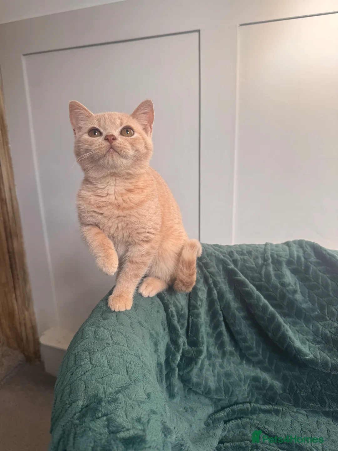 British Longhair cats for sale: ✨Cream British Shorthair Kittens ✨ - Advert 3
