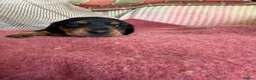 Miniature Dachshund dogs for sale: CHAMPION LINE KC REG & PRA CLEAR MINIS LOW COI - Advert 8