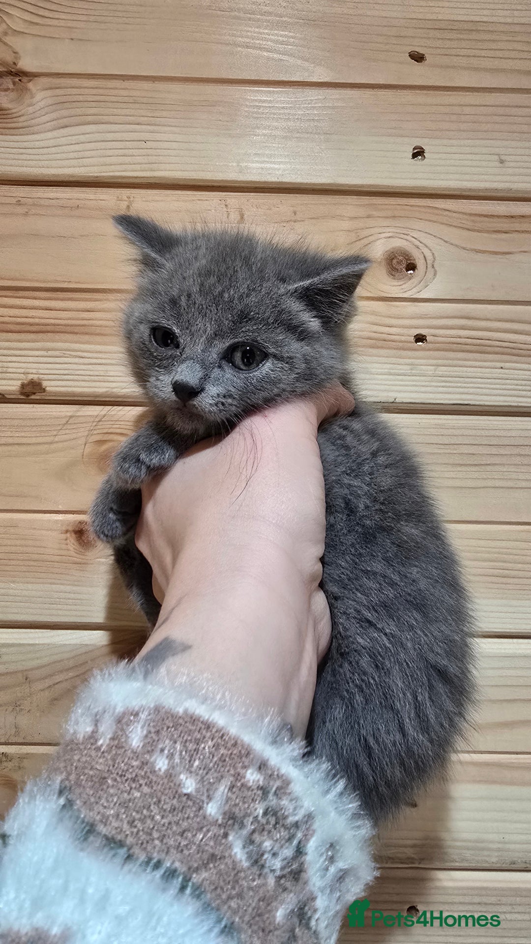 British Shorthair cats for sale: British short hair x ragdoll x - Advert 9