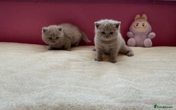 British Shorthair cats for sale: Female lilac fully health checked bsh - Image 13