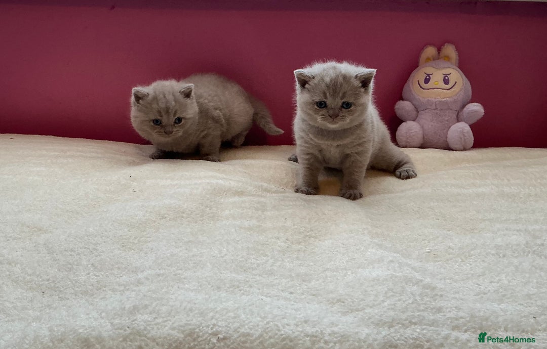 British Shorthair cats for sale: Female lilac fully health checked bsh - Image 13