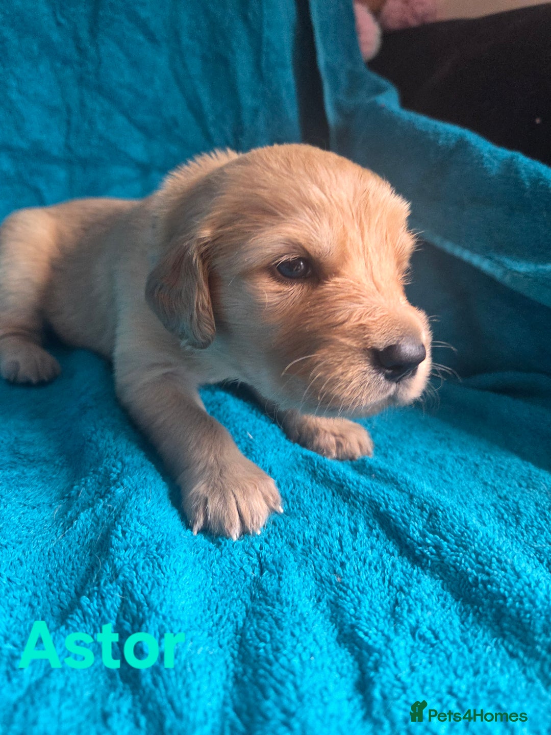 Goldador dogs for sale: Goldador Puppy 5 - Kitanas puppies  - Image 8