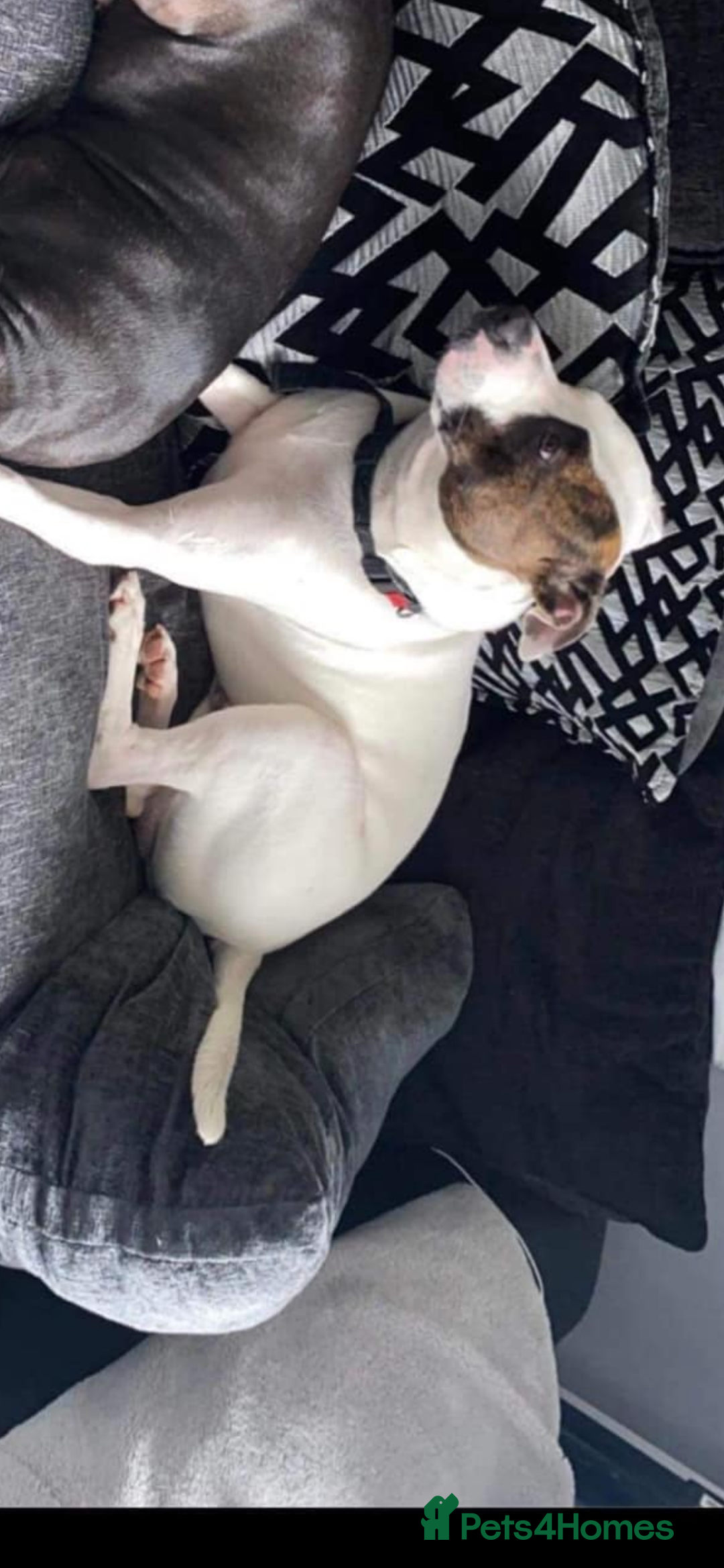 American Bulldog dogs for sale: American bulldog  - Image 2