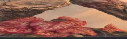 Skink reptiles for sale: Pink tongue skinks - Advert 7