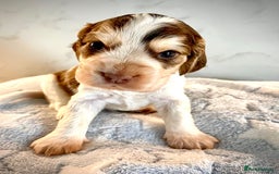 Cocker Spaniel dogs for sale: Fully health tested KC Cocker Spaniel puppies - Image 13