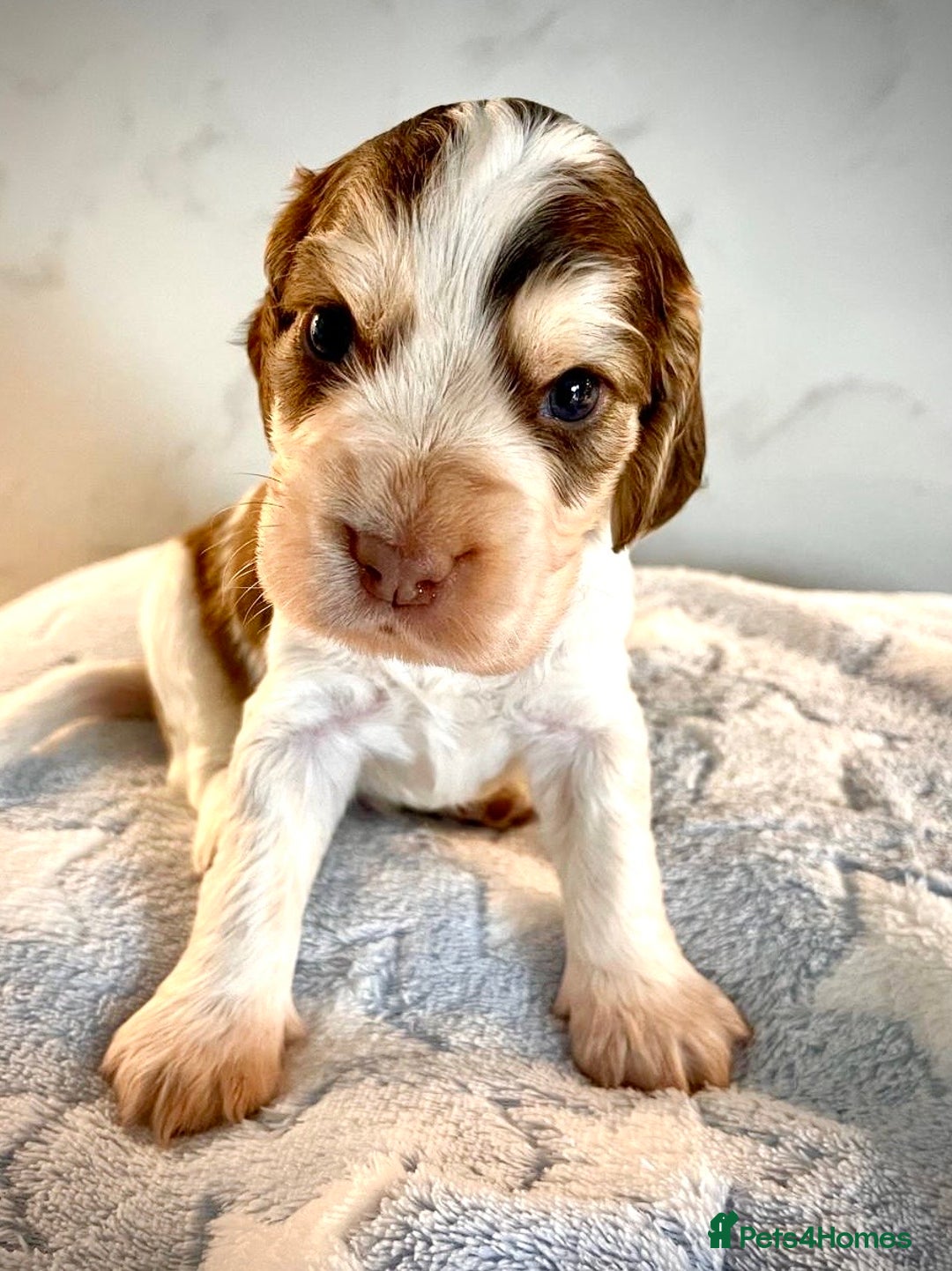 Cocker Spaniel dogs for sale: Fully health tested KC Cocker Spaniel puppies - Image 13