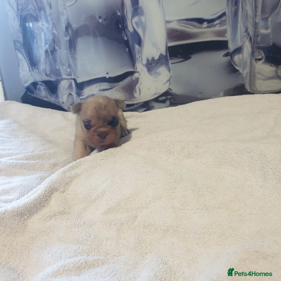French Bulldog dogs for sale: 4French bulldog puppies 5weeks old kc registered  - Advert 12