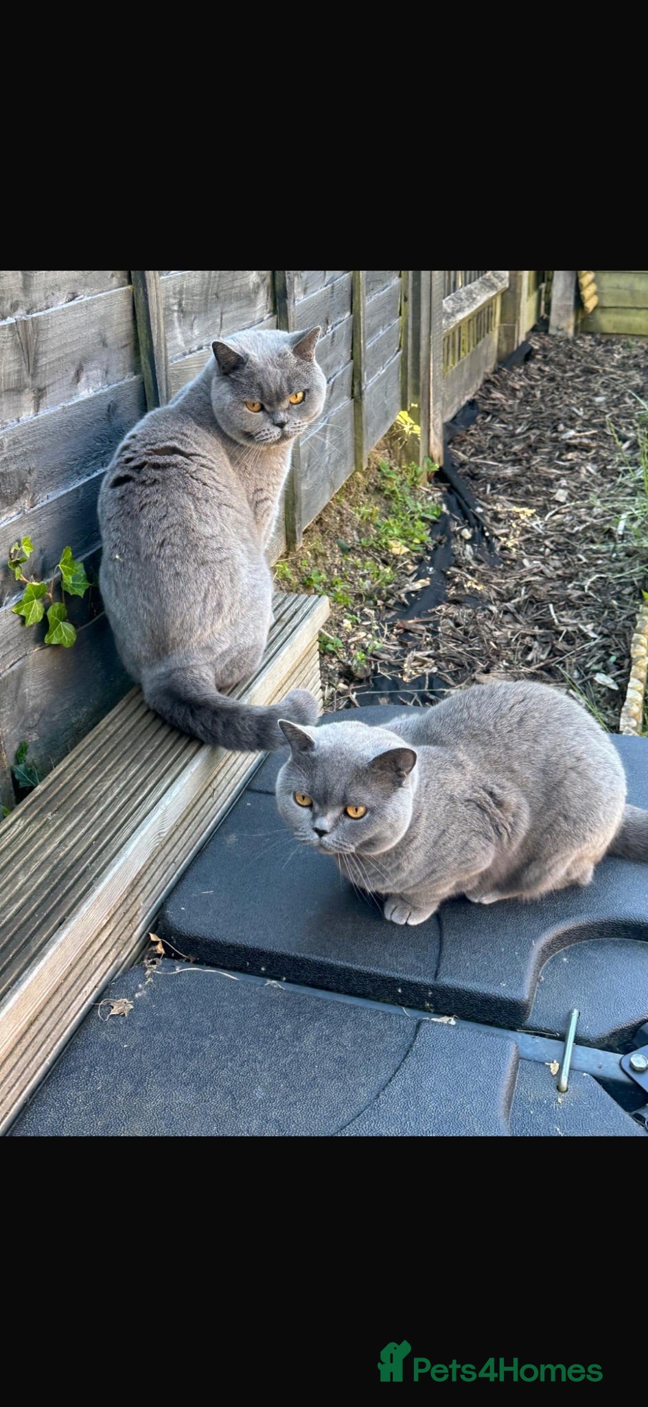 British Shorthair cats Tilly & Lily  - Advert 1