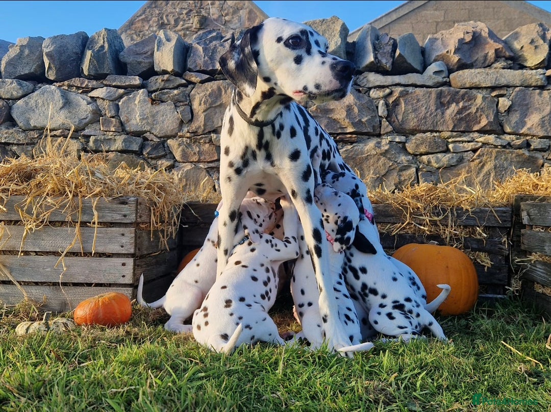 Dalmatian dogs for sale: KC Registered Dalmatian Puppies  - Advert 2