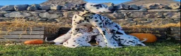 Dalmatian dogs for sale: KC Registered Dalmatian Puppies  - Advert 10