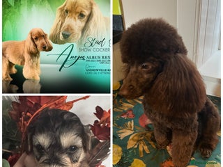 Cockapoo dogs - Advert 18