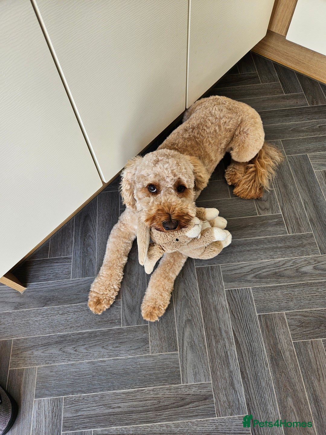 Cavapoo dogs for sale: Waffle, Looking For His Forever Home - Advert 3