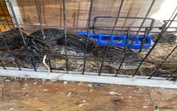Quail poultry for sale: Male and female Coturnix quails  - Image 5