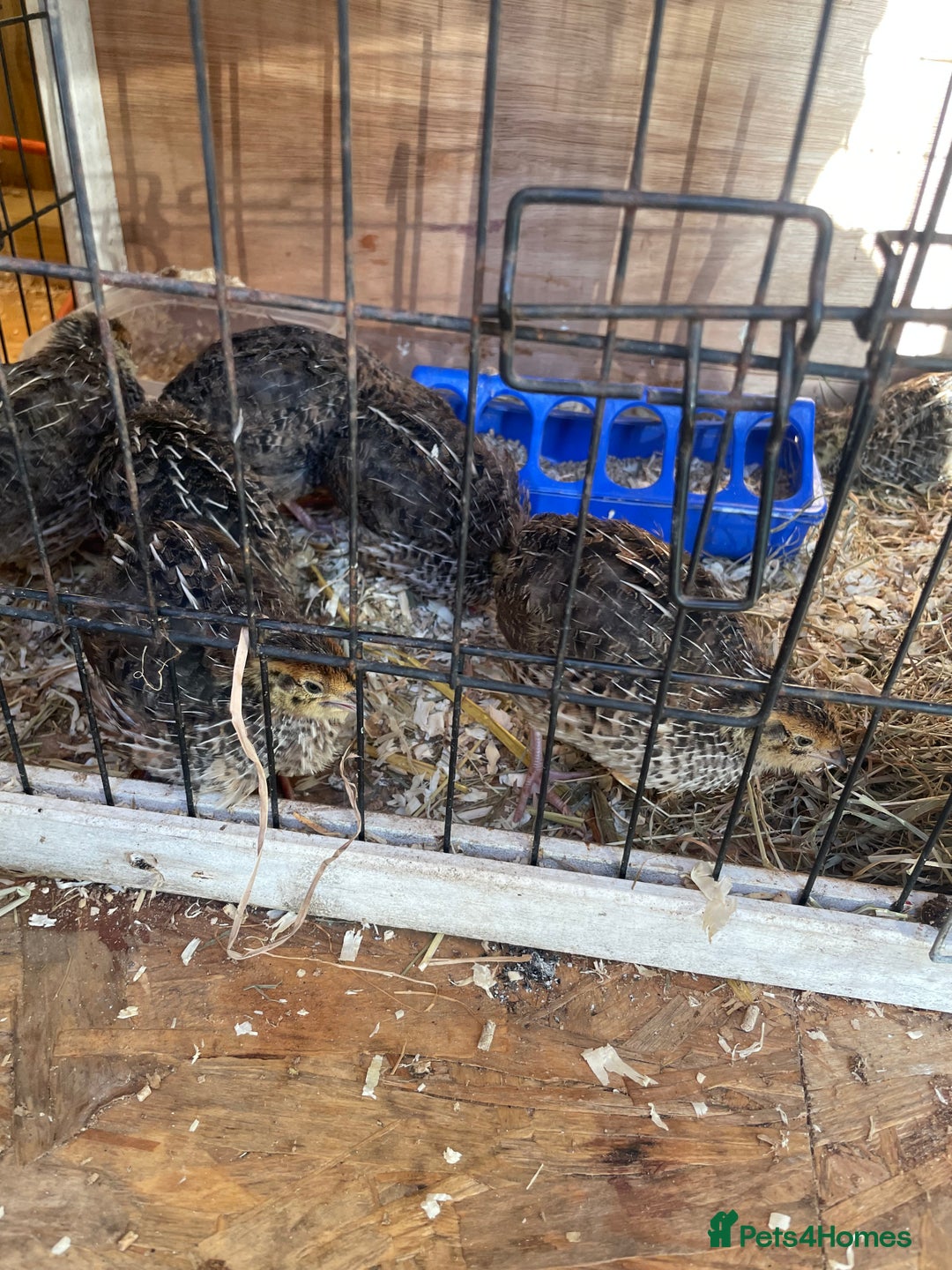 Quail poultry for sale: Male and female Coturnix quails  - Image 5