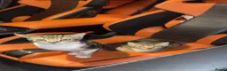 Mixed Breed cats for sale: Beautiful baby kittens for sale  - Advert 5