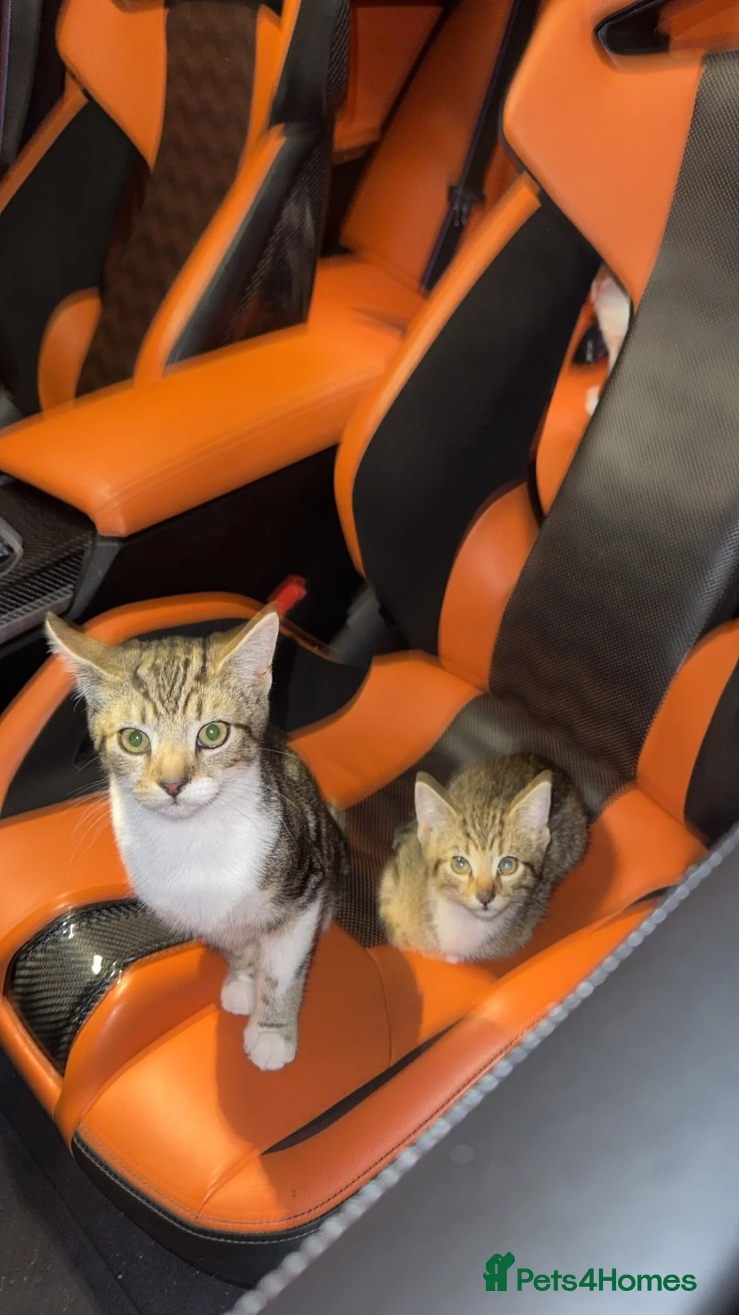 Mixed Breed cats for sale: Beautiful baby kittens for sale  - Advert 5