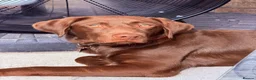 Labrador Retriever dogs for sale: Chocolate Labrador/Retriever  - Advert 2