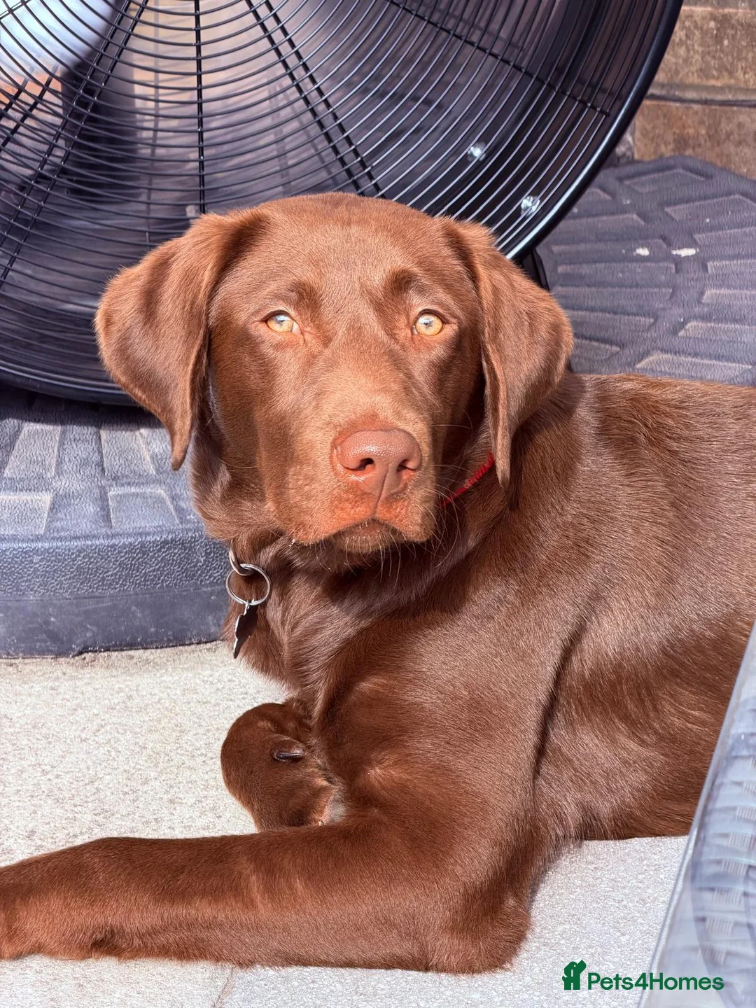 Labrador Retriever dogs for sale: Chocolate Labrador/Retriever  - Advert 2