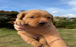 Labrador Retriever dogs for sale: ❤️ 🐾 KC registered Fox Red Labrador Pups, Angus - Image 8