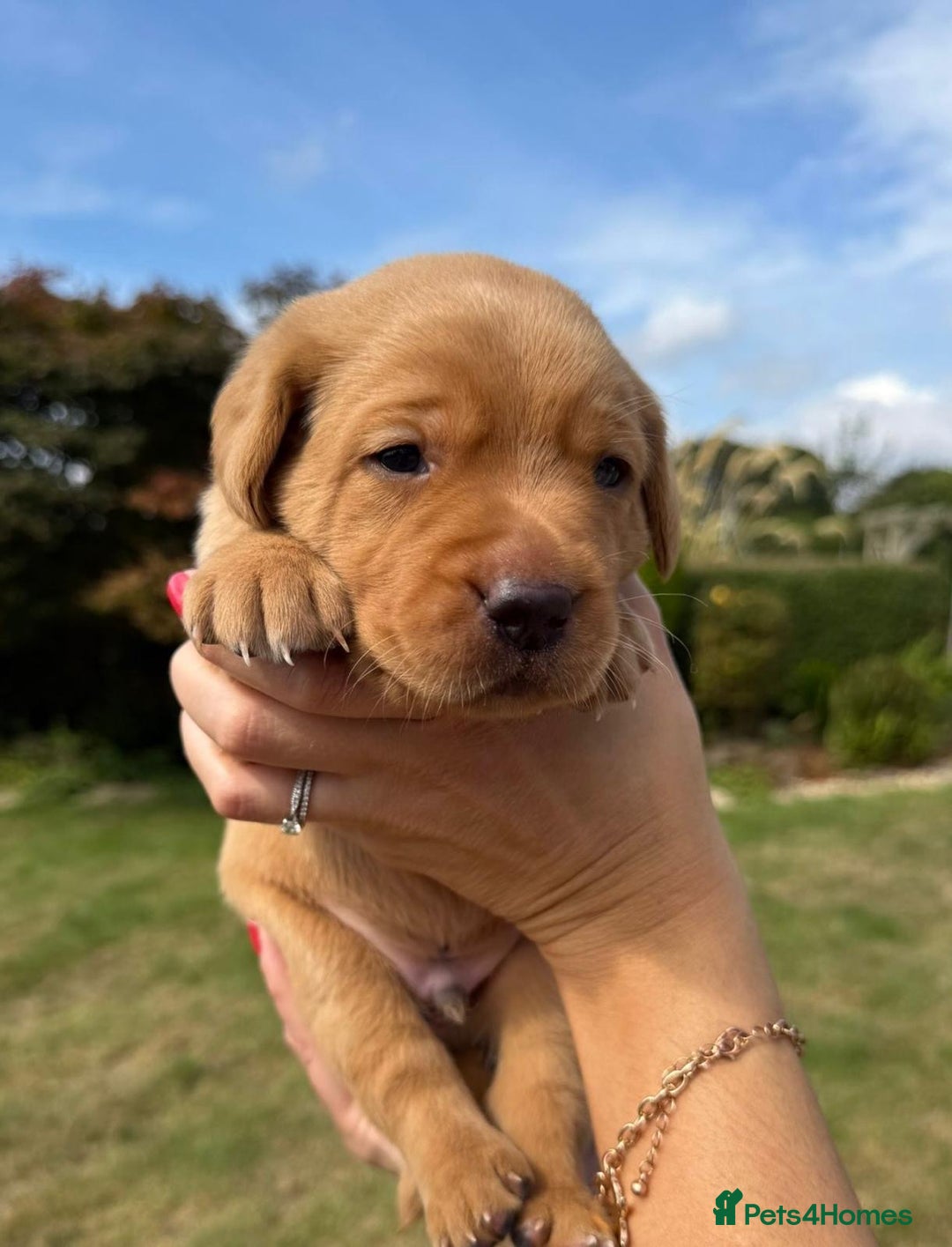 Labrador Retriever dogs for sale: ❤️ 🐾 KC registered Fox Red Labrador Pups, Angus - Image 8