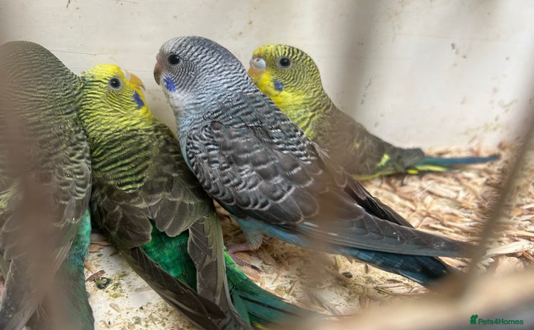 Budgerigars birds - Advert 1