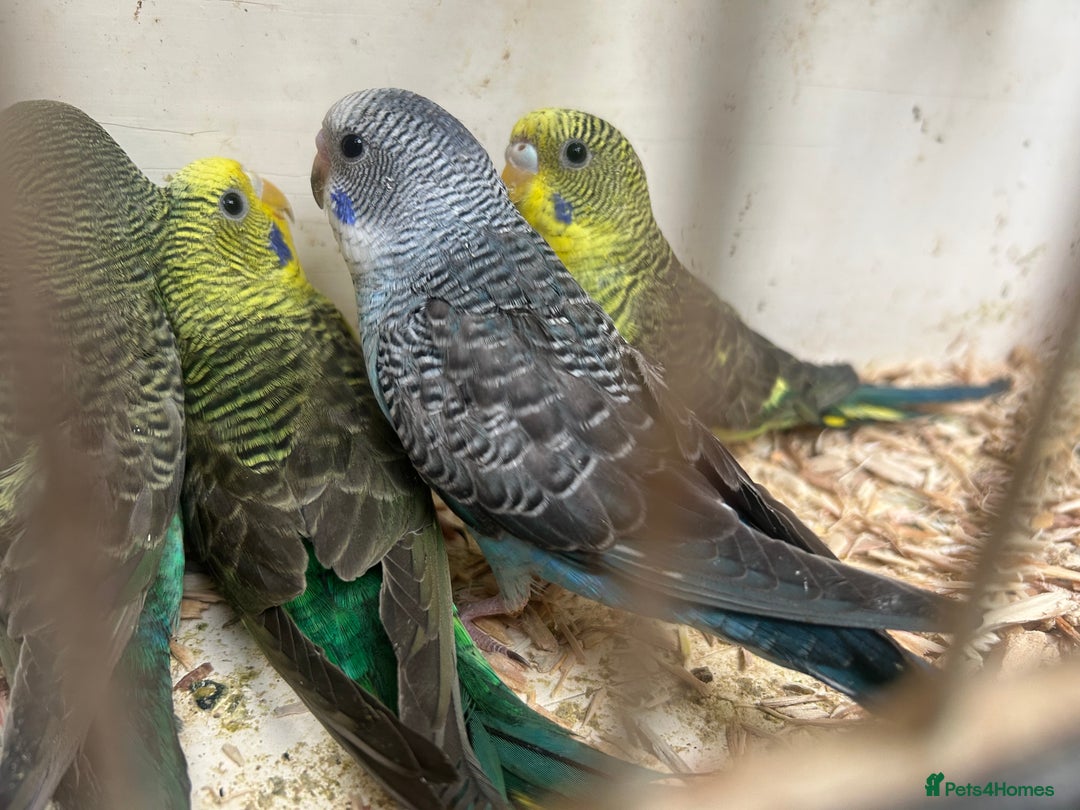 Budgerigars birds for sale: Budgies for sale, black wings, all in good health  - Image 1