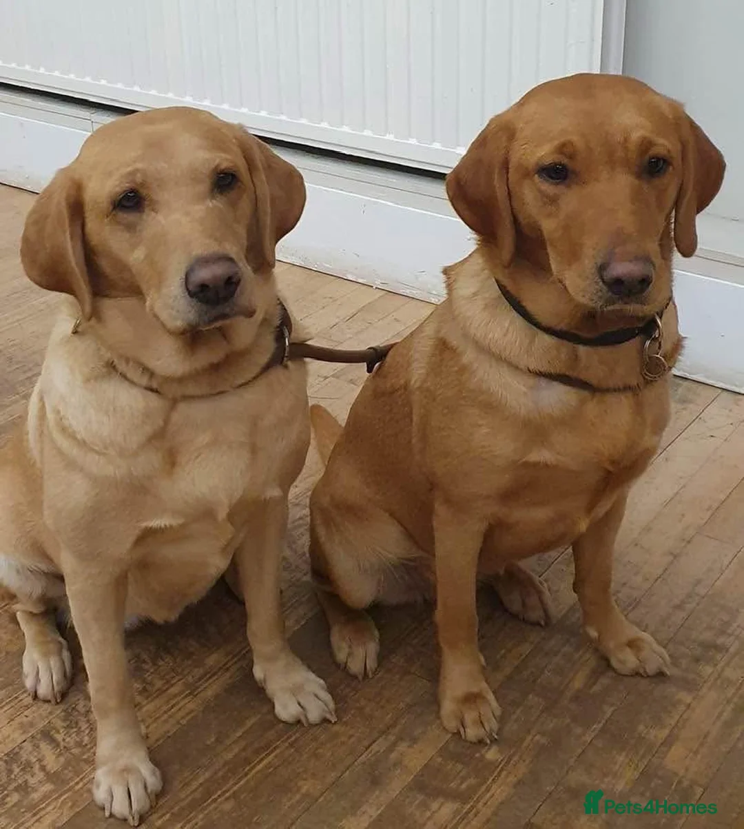 Labrador Retriever dogs for sale: Fox red Labrador bitch in Bristol - Advert 4