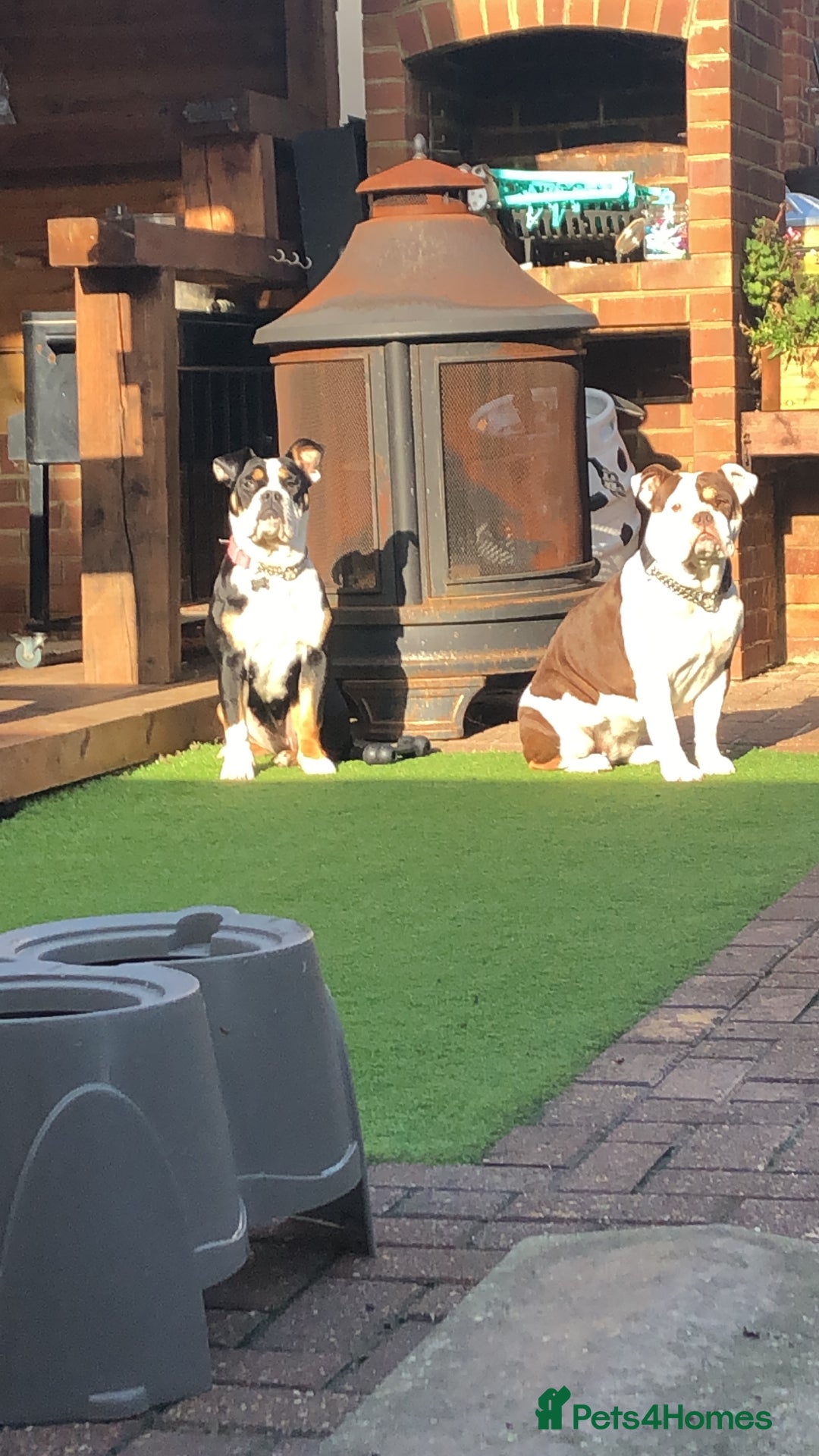 Olde English Bulldogge dogs for sale: 5yr old bulldog for rehoming  - Image 6