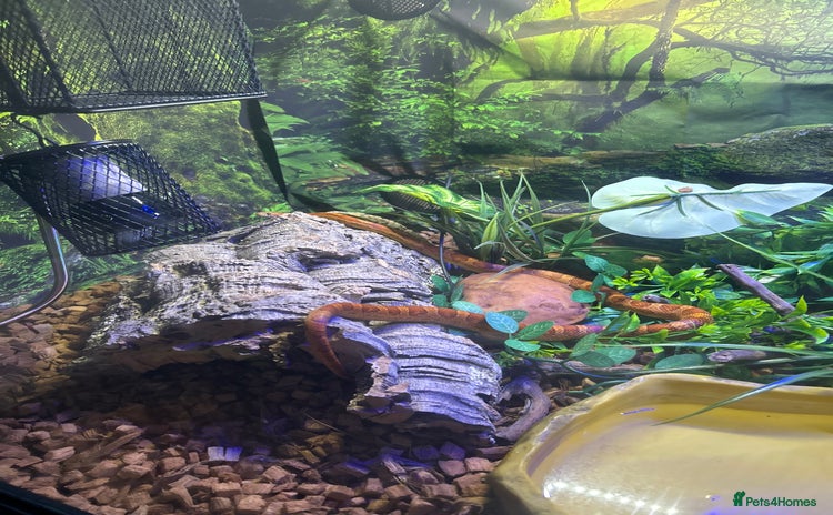 Corn Snake reptiles - Advert 1