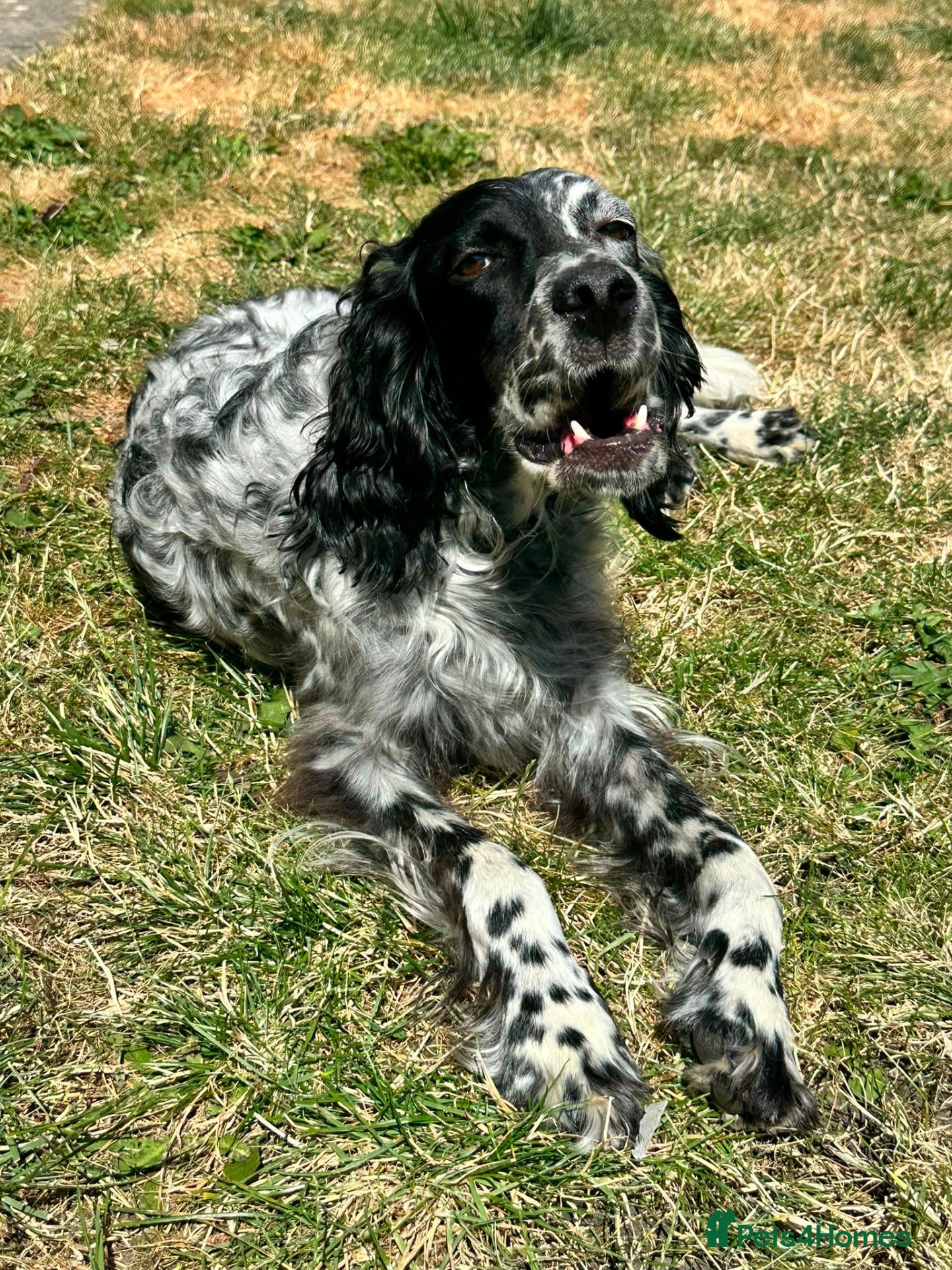 English Setter dogs MARCO - Advert 2