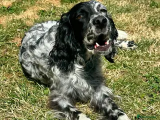 English Setter dogs MARCO - Advert 2