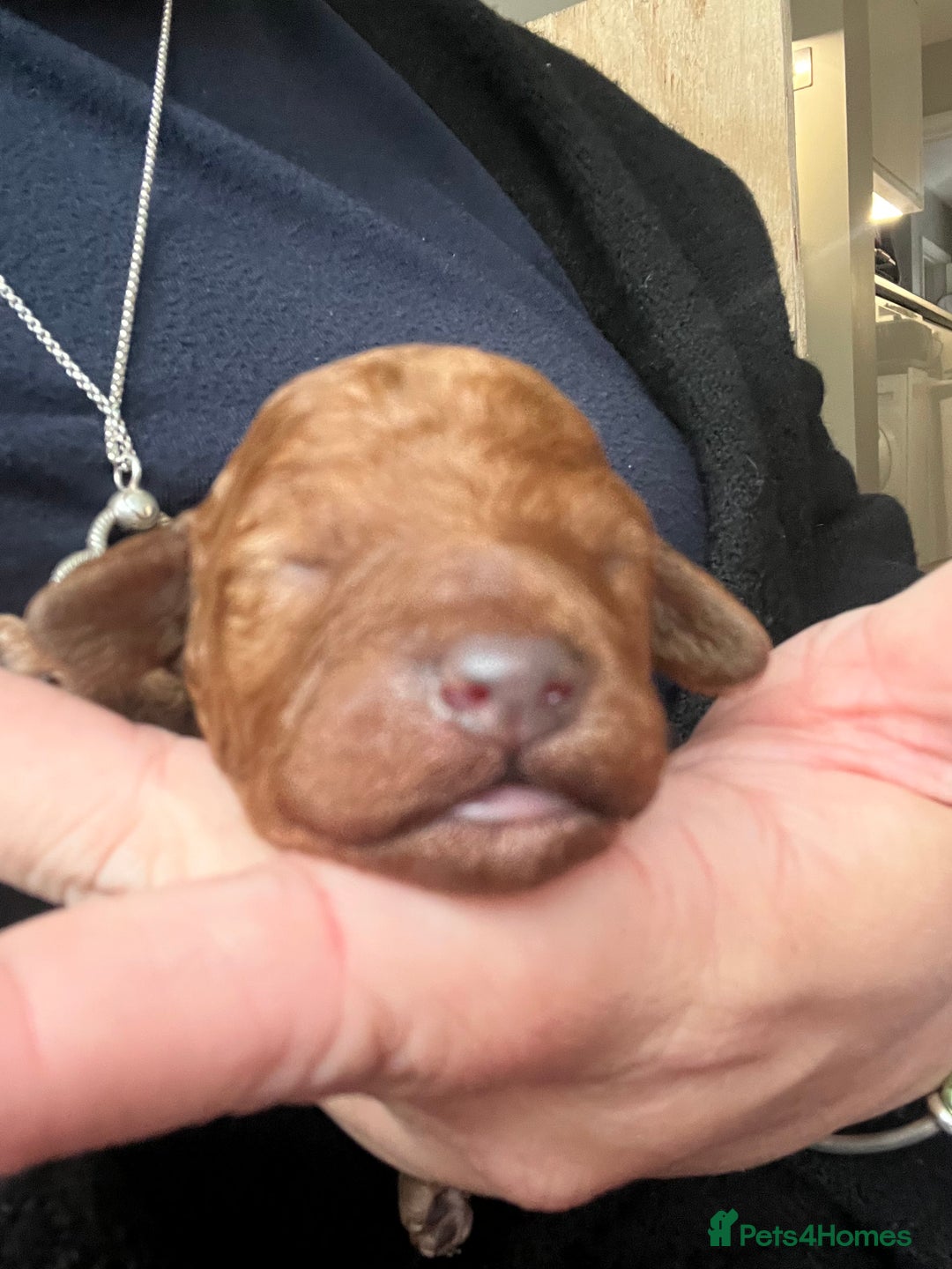 Cockapoo dogs for sale: Beautiful cockerpoo puppies  - Image 12