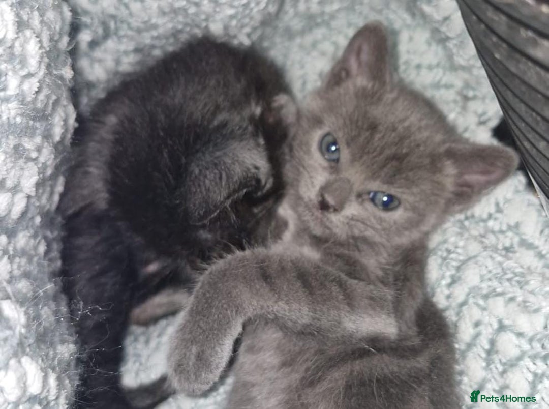 Mixed Breed cats for sale: Purrfect Rare Elf Eared Fur Babies Ready - Advert 1