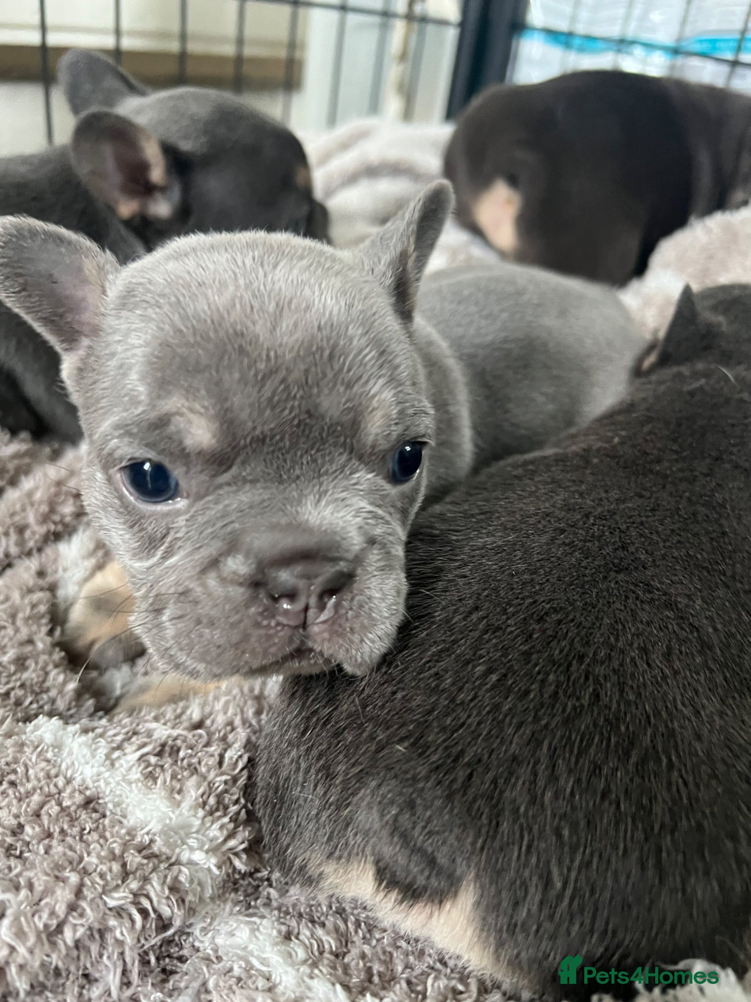 French Bulldog dogs Stunning Litter Of French Bulldog Puppies - Advert 10