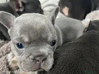 French Bulldog dogs Stunning Litter Of French Bulldog Puppies - Advert 10