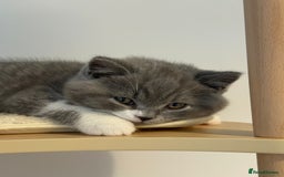 British Shorthair cats for sale: British shorthair-TICA pedigree,champion bloodline - Image 7