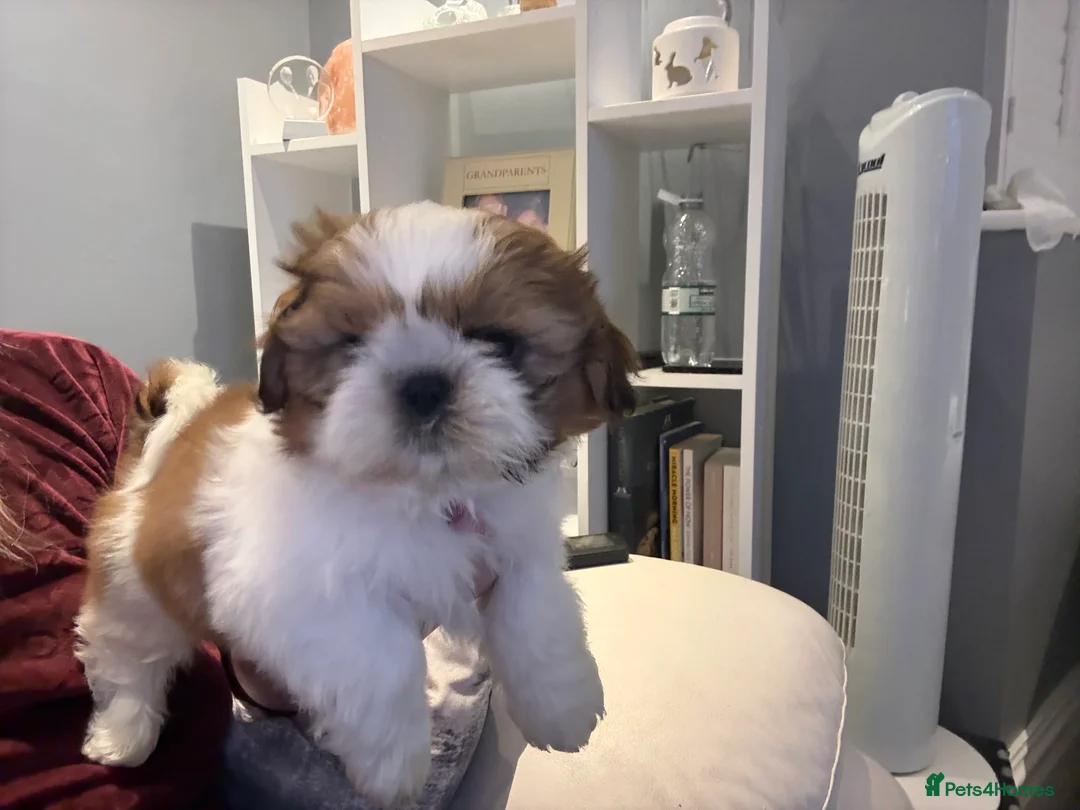 Shih Tzu dogs for sale: Stunning breed standard Shih Tzus  - Advert 20
