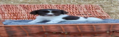 English Springer Spaniel 4