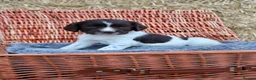 English Springer Spaniel dogs for sale: 1 boy left. Heath Tested Springer Spaniel Pups - Advert 27