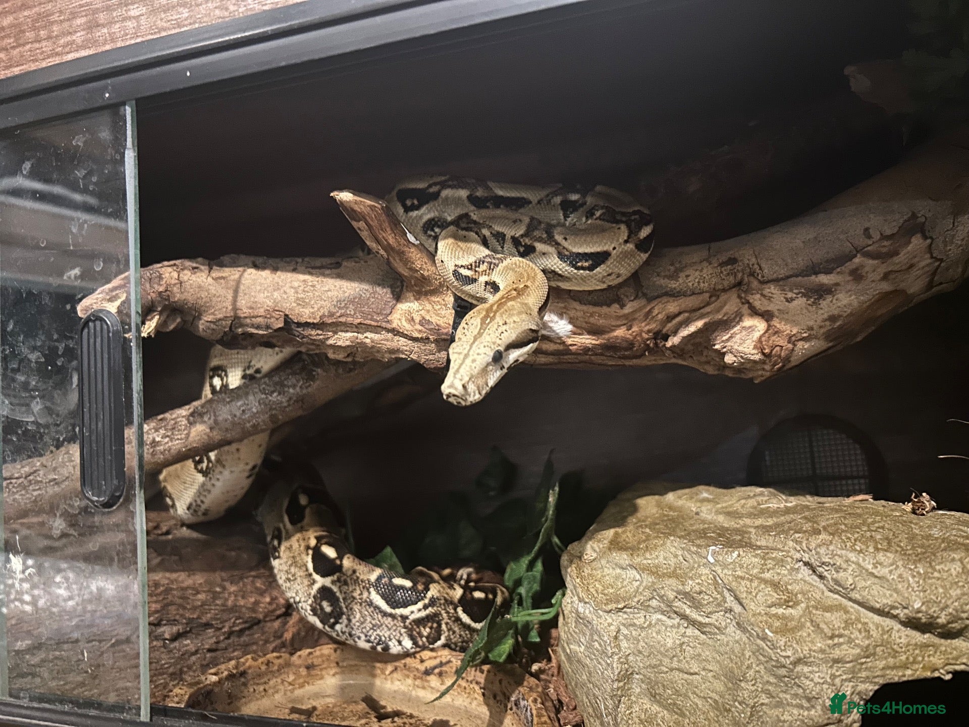 Boa Snake reptiles for sale: BCI male - Advert 2