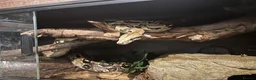 Boa Snake reptiles for sale: BCI male - Advert 1