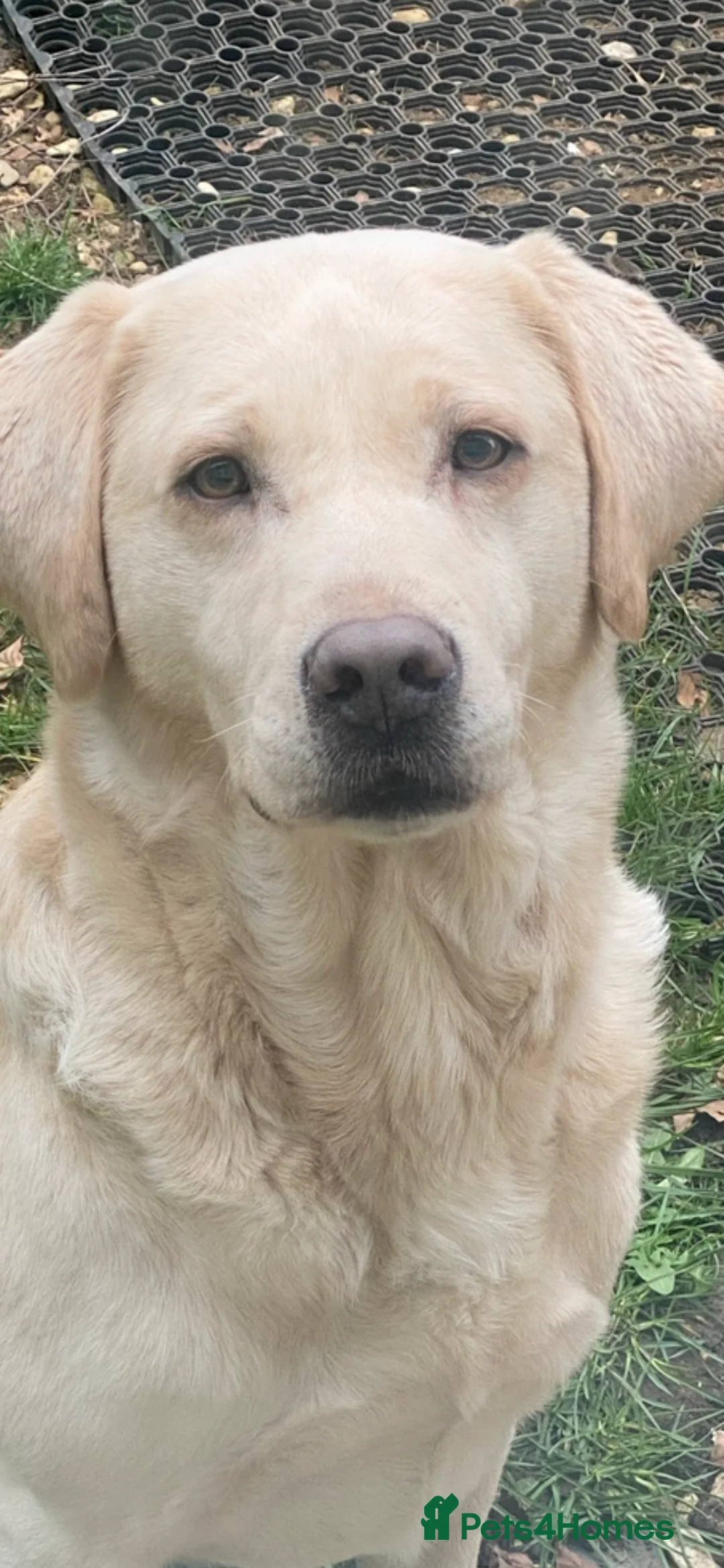 Labrador Retriever dogs for sale: ⭐️ KC REG VET CHECK,  PUPPY PACK PUPPY FOOD - Advert 11